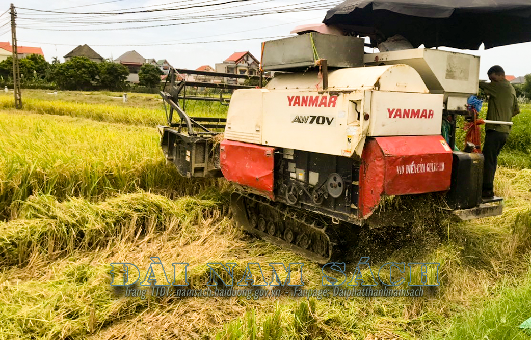 B- gặt lúa Lai thơm 6 tại xã Quốc Tuấn.jpg.png